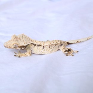 Normal Drippy White Spot