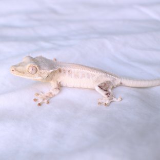 Lilly White