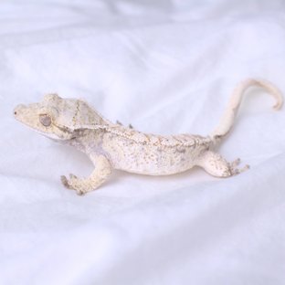 머랭이☁️
