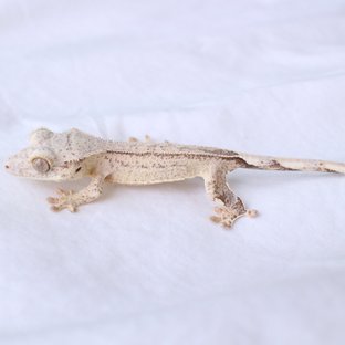 Normal Phantom Yellow Cream Creamsicle