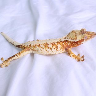 Normal Drippy White Spot Red