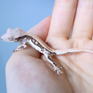 100%헷초초 릴리화이트