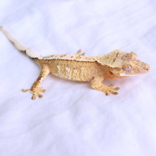 Normal White Spot Yellow Cream Creamsicle