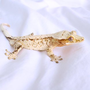 Normal White Spot Cream Creamsicle