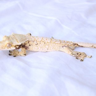 Normal Drippy White Spot