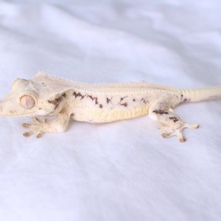 Lilly White