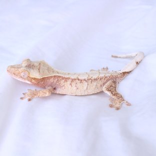 Normal Drippy White Spot Red