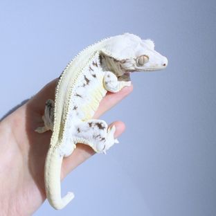 백미