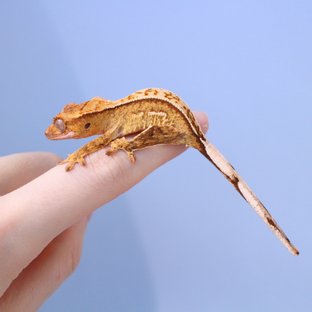 Normal White Spot Yellow Creamsicle Cream