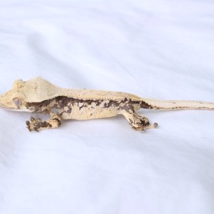 Normal Drippy White Spot