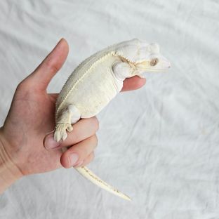 포니