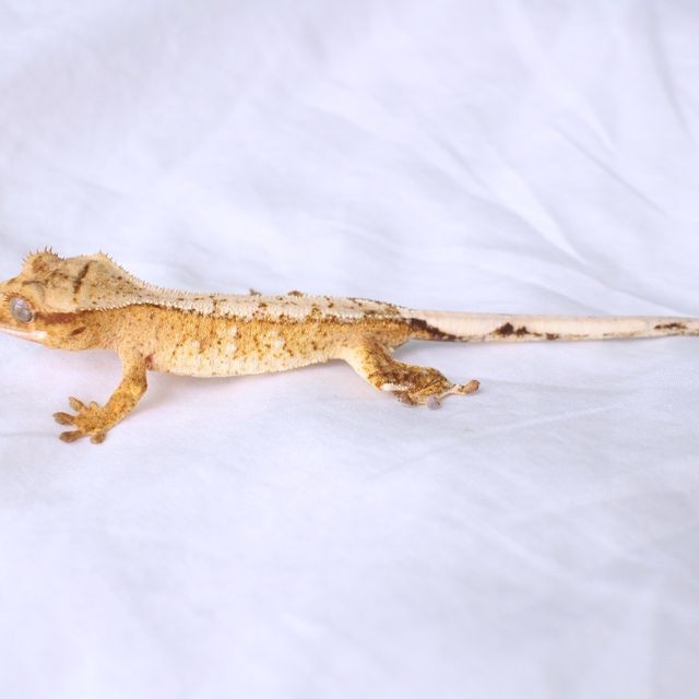 노멀 드리피 화이트스팟 옐로우 크림 크림시클