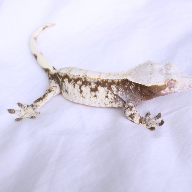 Normal Drippy White Spot