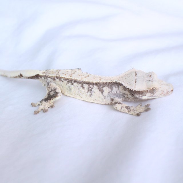 Drippy Normal White Spot