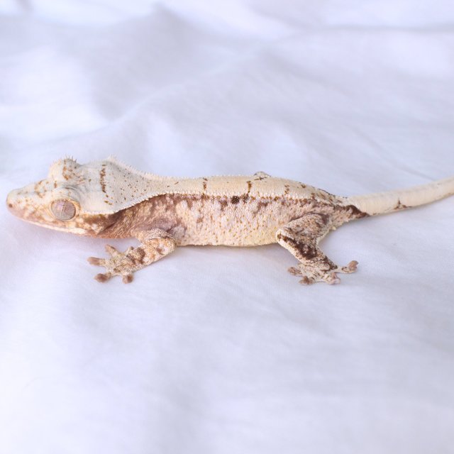 Normal White Spot Drippy