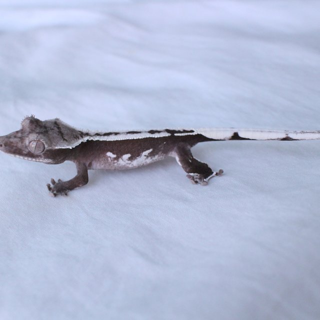 Axanthic