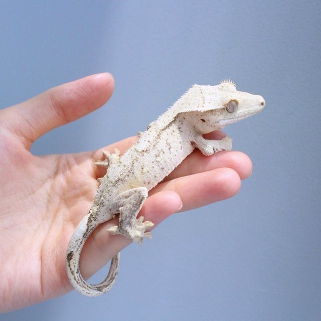 노멀 팬텀 옐로우