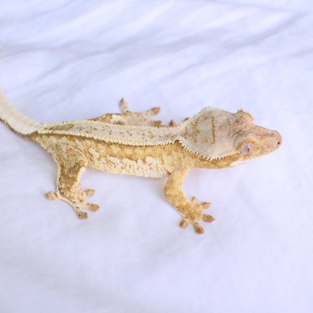 Cream Creamsicle White Spot Normal Yellow