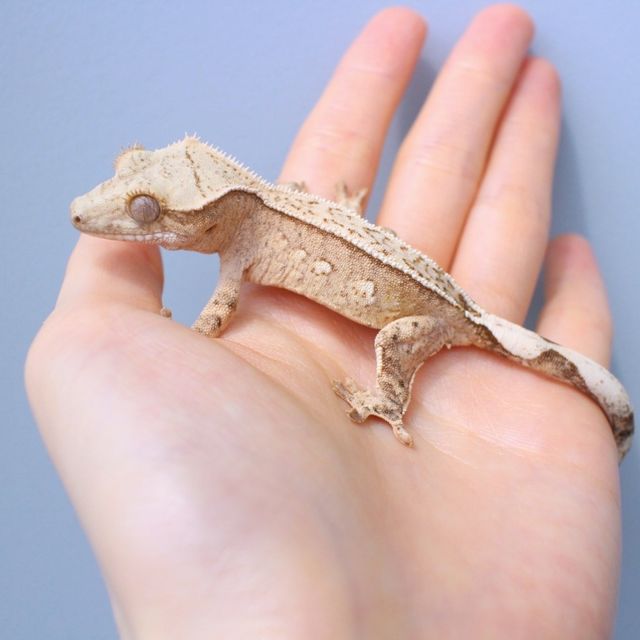 노멀 크림시클 옐로우