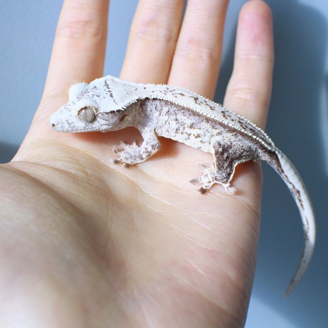 노멀 드리피 화이트스팟 블랙 화이트