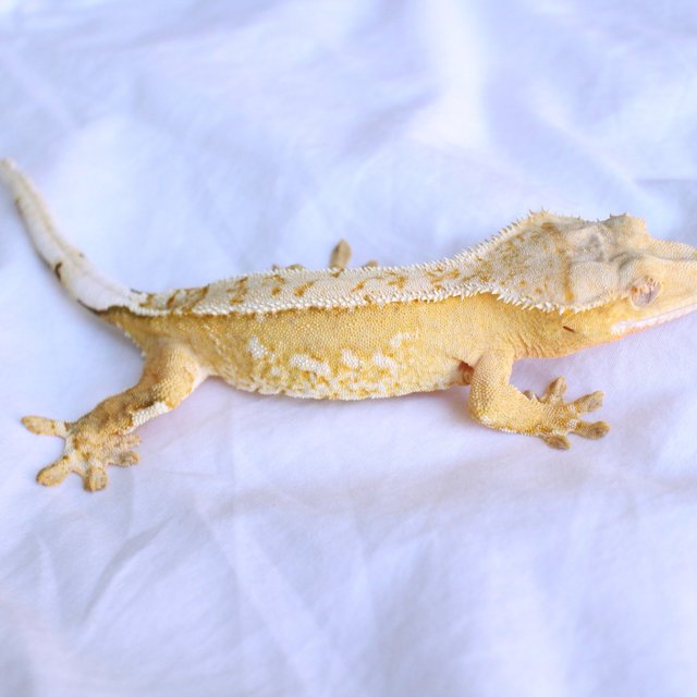 Normal Drippy White Spot Yellow Cream Creamsicle