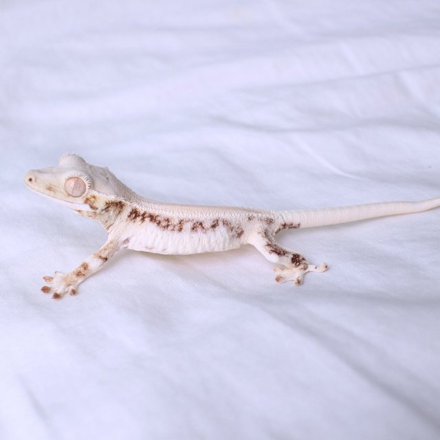 Lilly White
