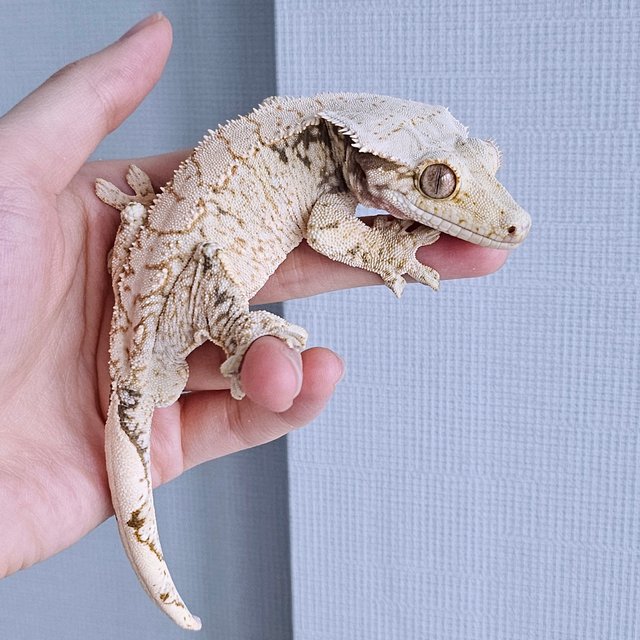 노멀 드리피 화이트스팟