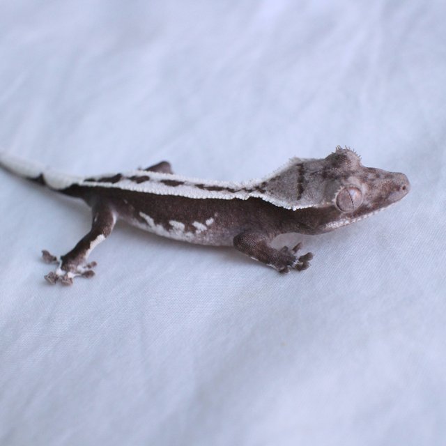Axanthic
