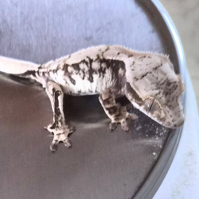 Normal Drippy White Spot