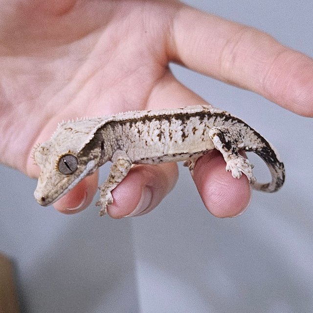 노멀 드리피 화이트스팟