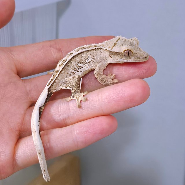 노멀 드리피 화이트스팟 옐로우 크림 크림시클