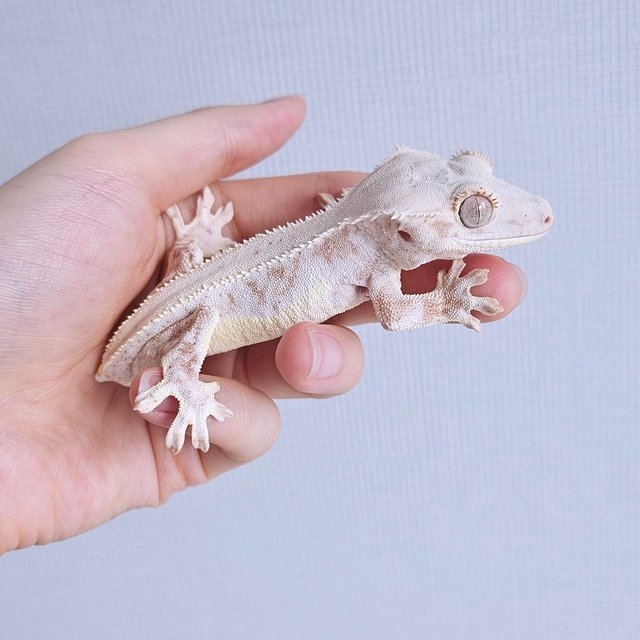 릴리화이트 옐로우 크림 크림시클