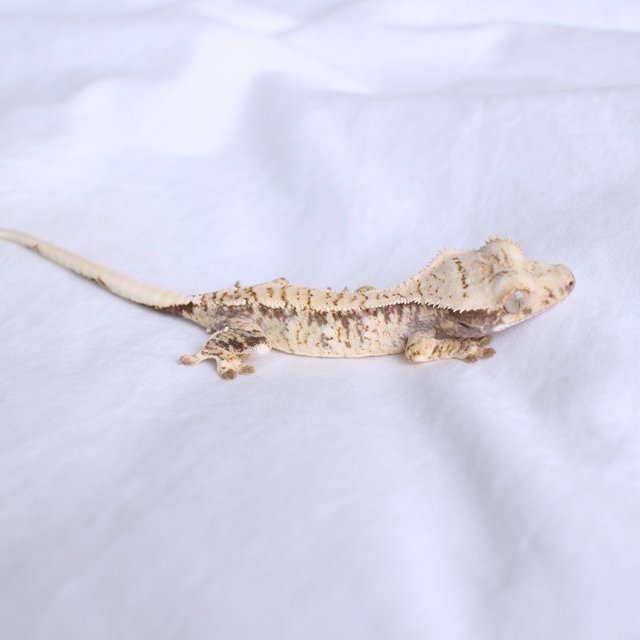 White Spot Normal Drippy