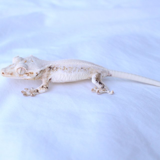 Lilly White