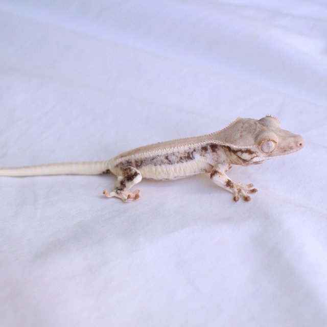 Lilly White