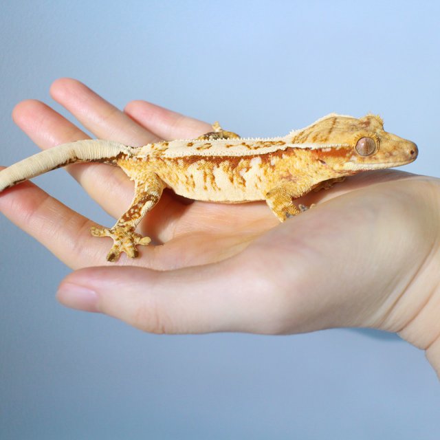 노멀 드리피 화이트스팟 레드