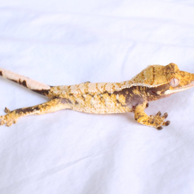 Normal Tri Drippy White Spot