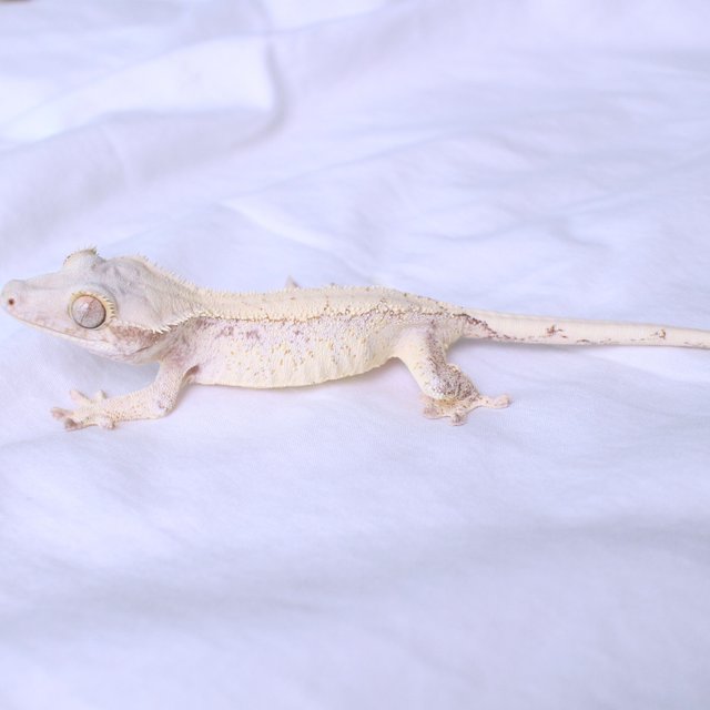 Normal Drippy White Spot Red