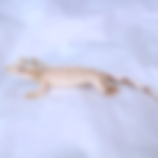 노멀