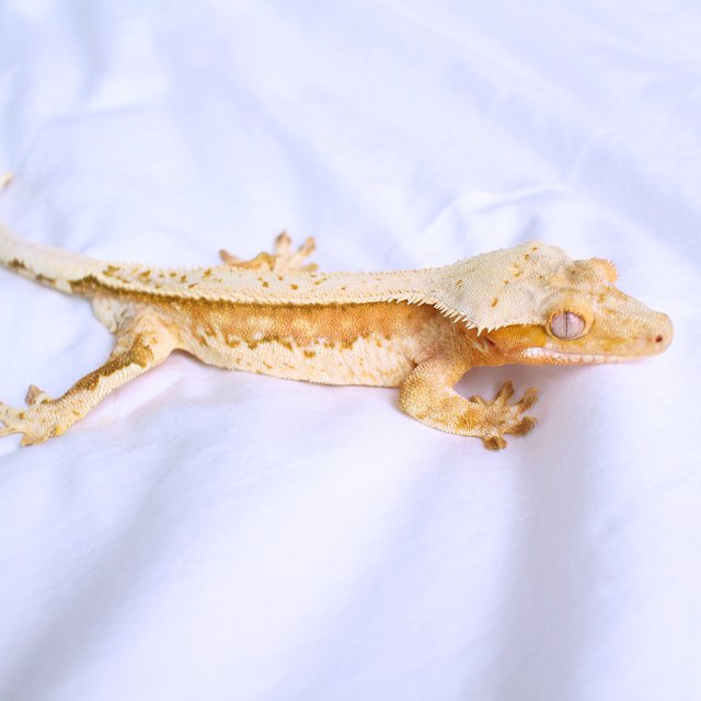 Normal White Spot Yellow Cream Creamsicle