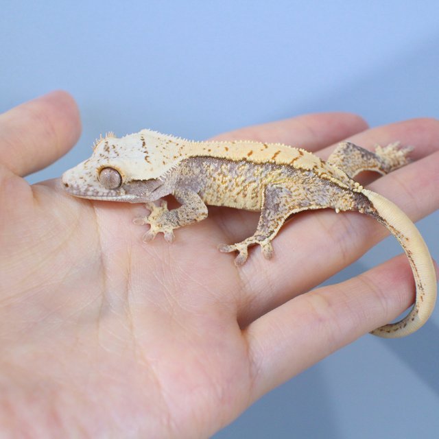 노멀 화이트스팟