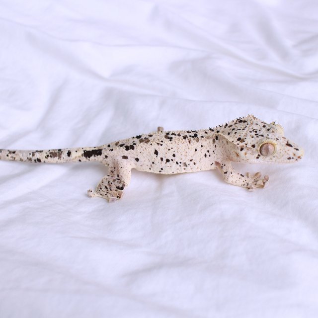 Super Dalmatian