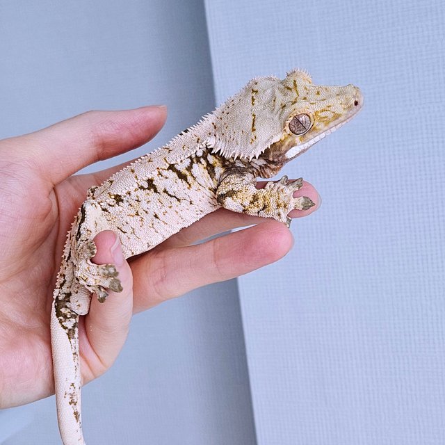 노멀 드리피 화이트스팟