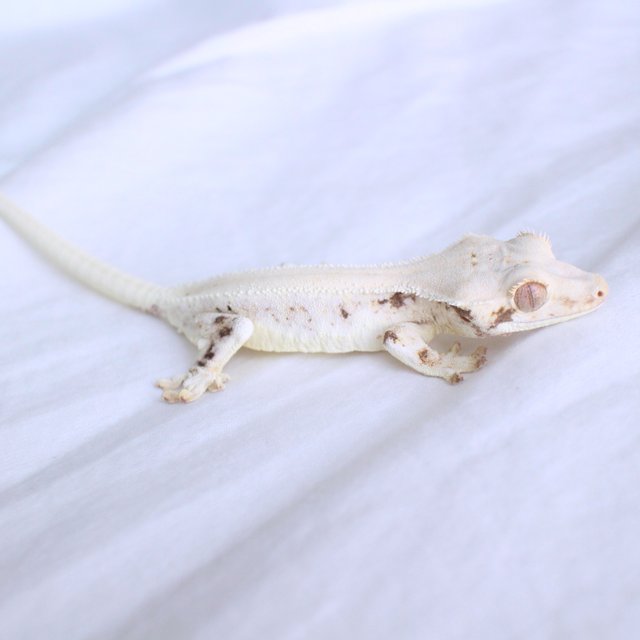 Lilly White