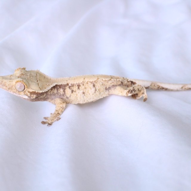 노멀 드리피 화이트스팟