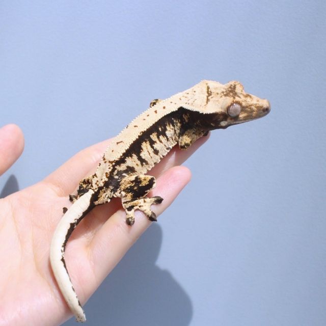 노멀