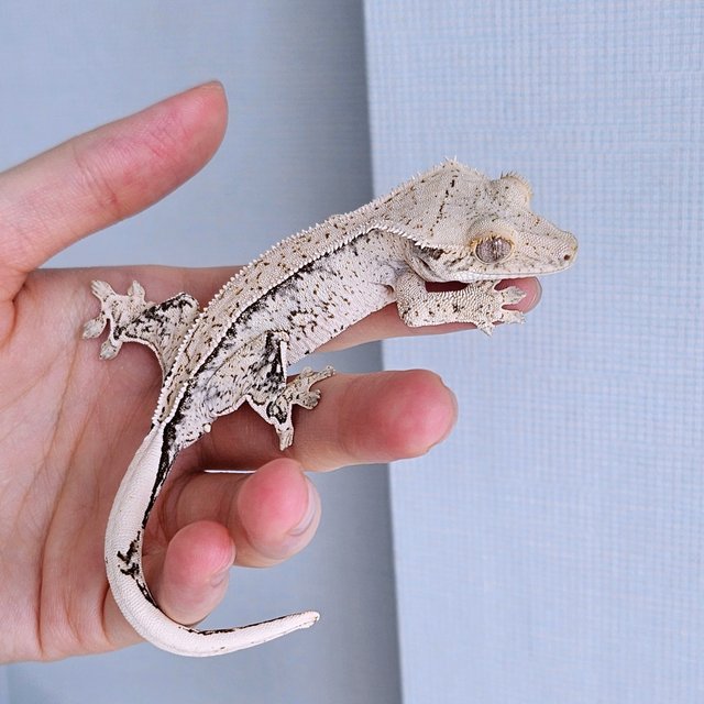 노멀 드리피 화이트스팟