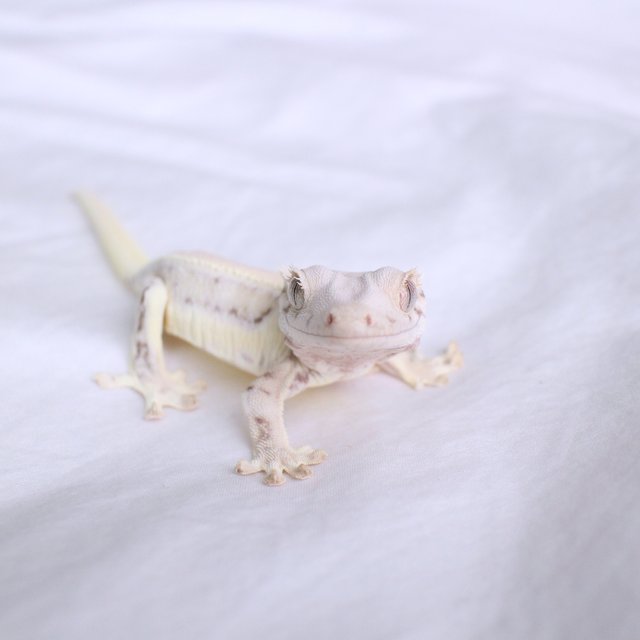 Lilly White