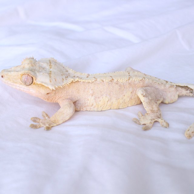 White Spot Yellow Cream Drippy Creamsicle Normal