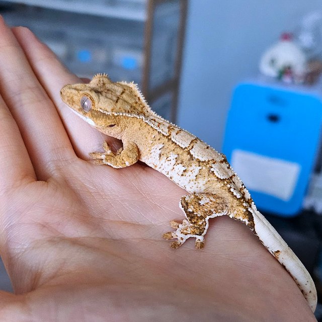 화이트스팟 옐로우 크림 크림시클